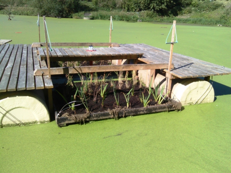 Radeau filtrant sur la lagune